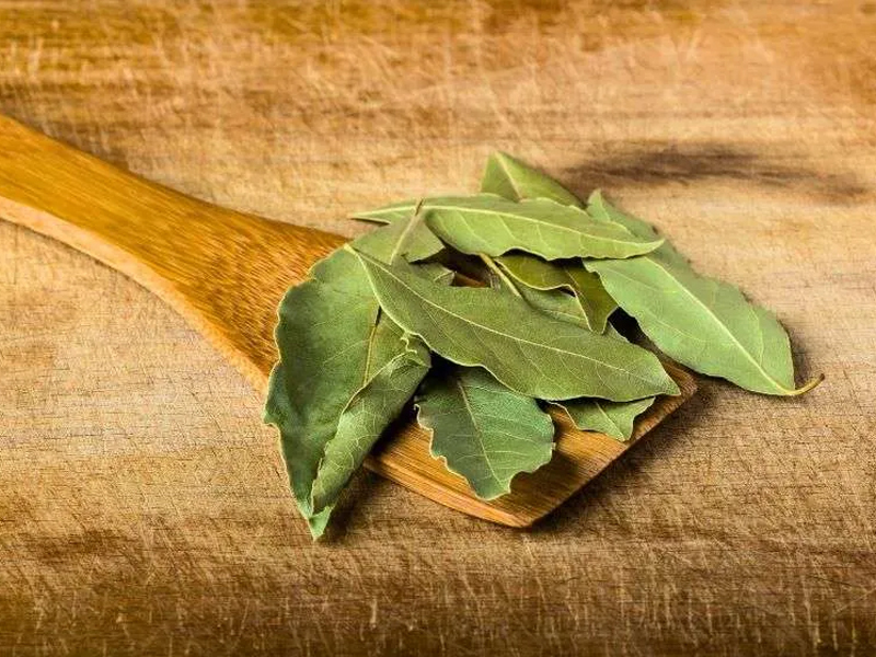 Laurel